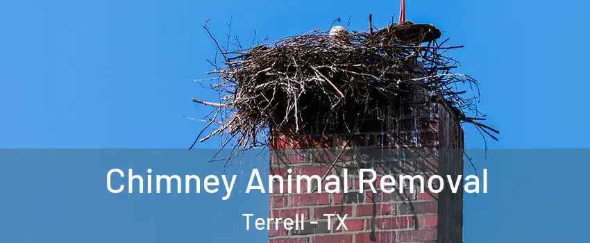  Chimney Animal Removal Terrell - TX